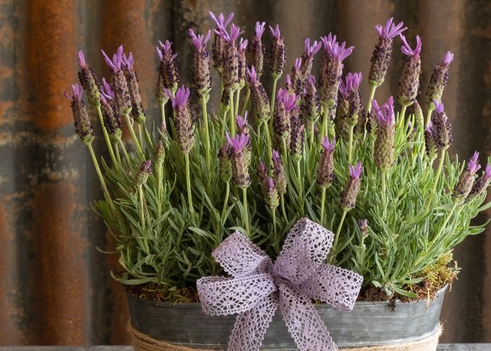 Harrogate Florist & Flowers, Knaresborough Florist Helen James Flowers