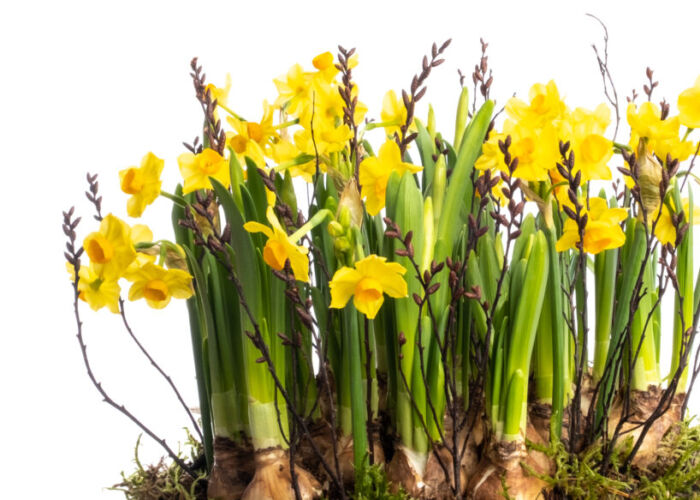 Harrogate Florist & Flowers, Knaresborough Florist Helen James Flowers